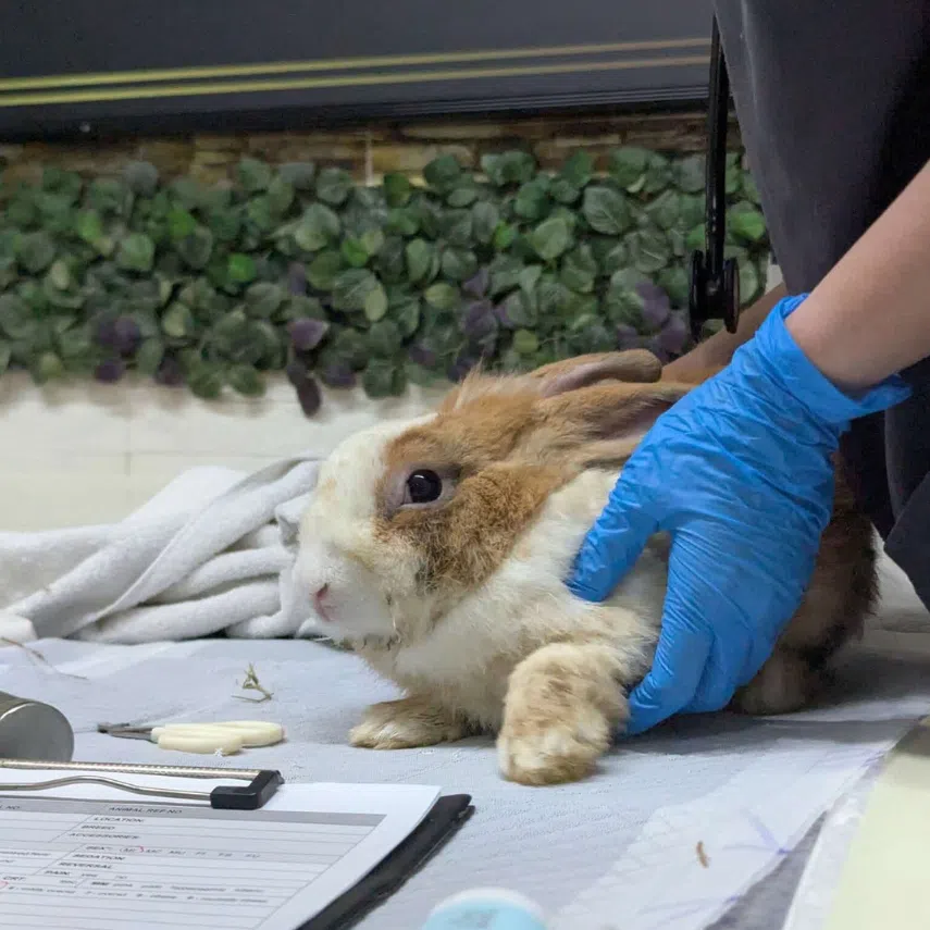 VFA plans to eventually re-home the remaining 17 rabbits, which remains under the group’s care for now.