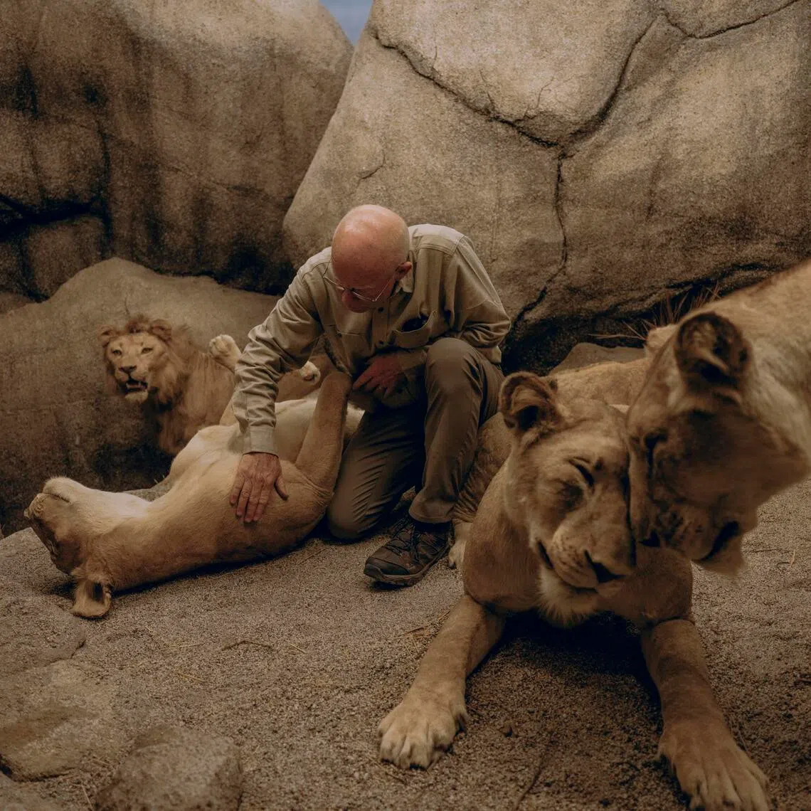 NYTSELECTS – Taxidermist Tim Bovard works at the Natural History Museum of Los Angeles County in Los Angeles, Jan. 9, 2026. At the Natural History Museum of Los Angeles County, the creation, care and keeping of creatures is a responsibility the last full-time museum taxidermist in the U.S. takes both seriously and joyfully. (Sasha Arutyunova/The New York Times)
