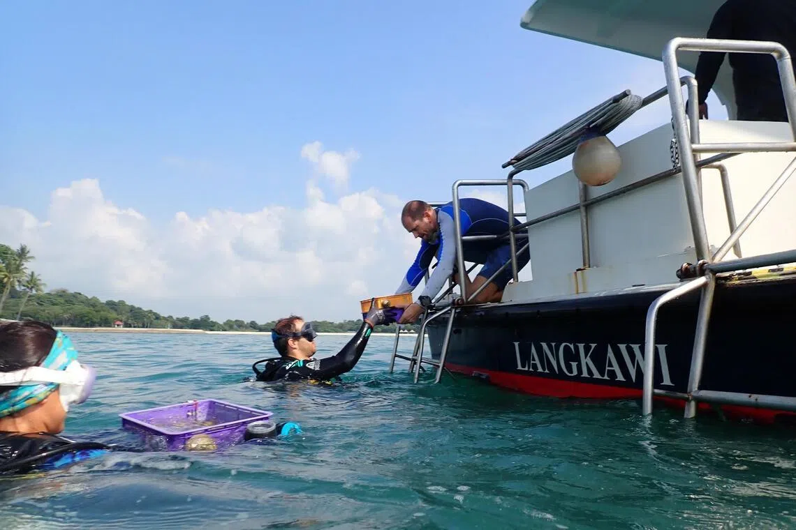 ‘Good’ bacteria and HIIT could train Singapore corals to withstand hotter seas