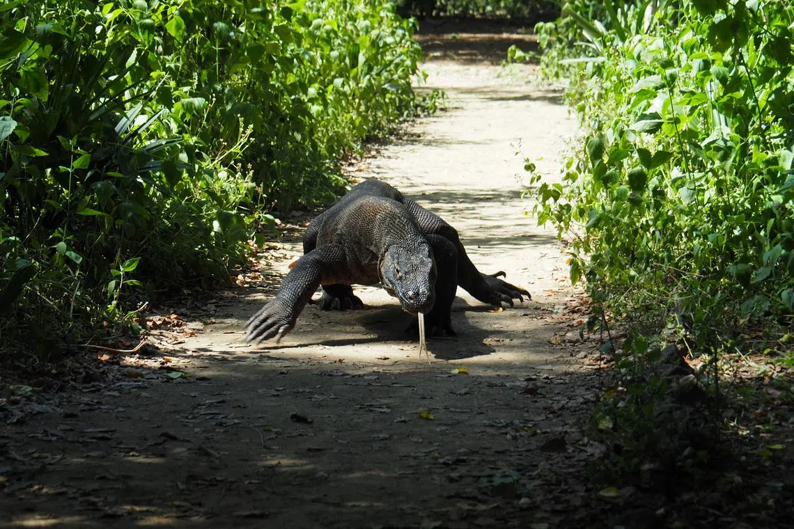FILE PHOTO: A Komodo Dragon is seen in Komodo National Park, Indonesia April 6, 2018. REUTERS/Henning Gloystein/File Photo