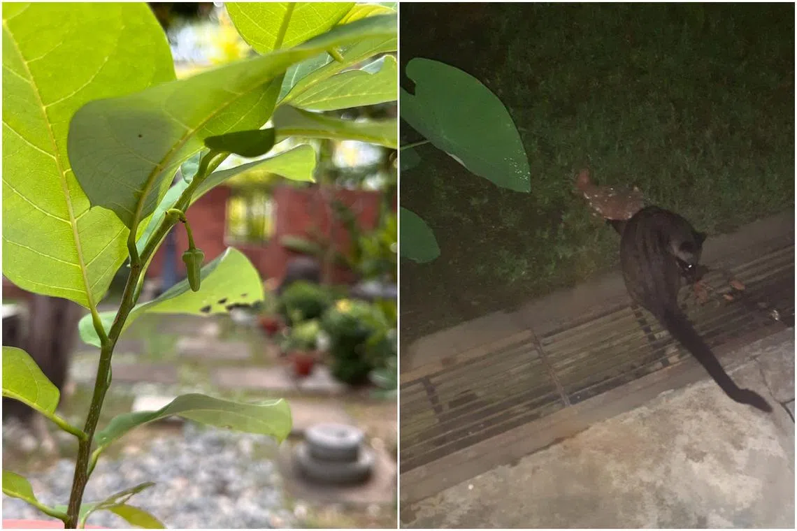 The custard apple's flowers (left) are naturally pollinated by beetles, while cages can protect fruit from the common palm civet (right).