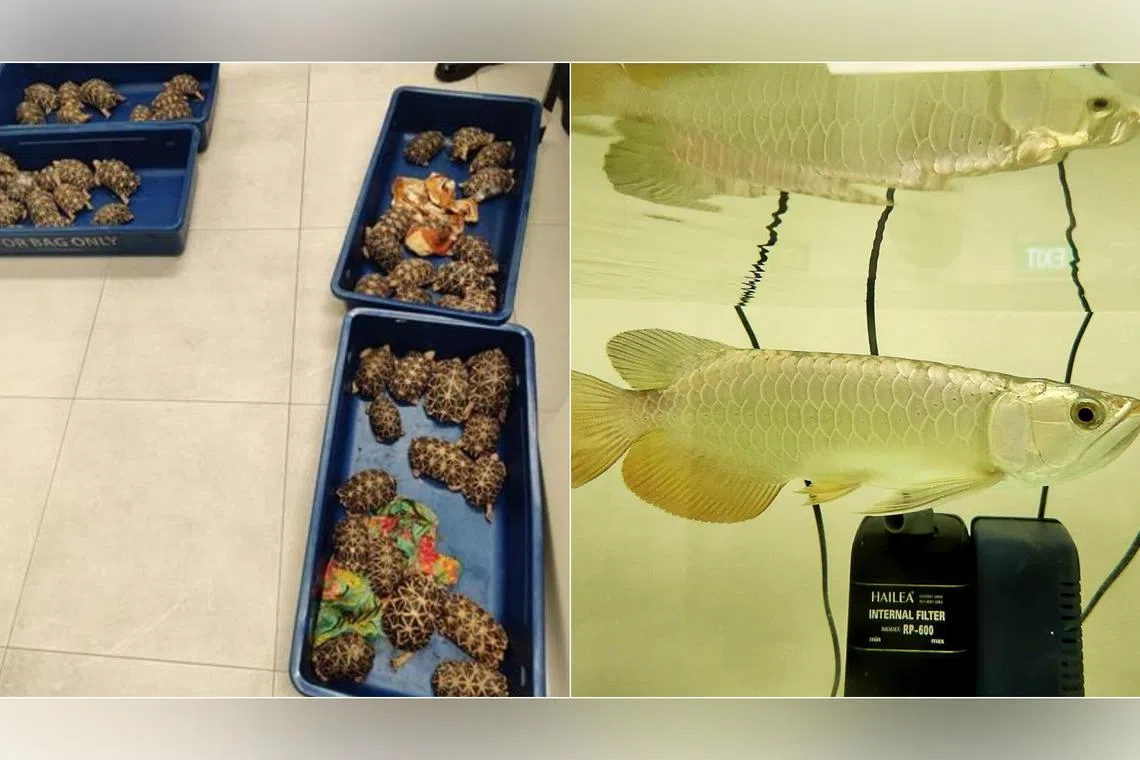 Due to its location, Singapore has been known to be a transit country for the illegal wildlife trade.