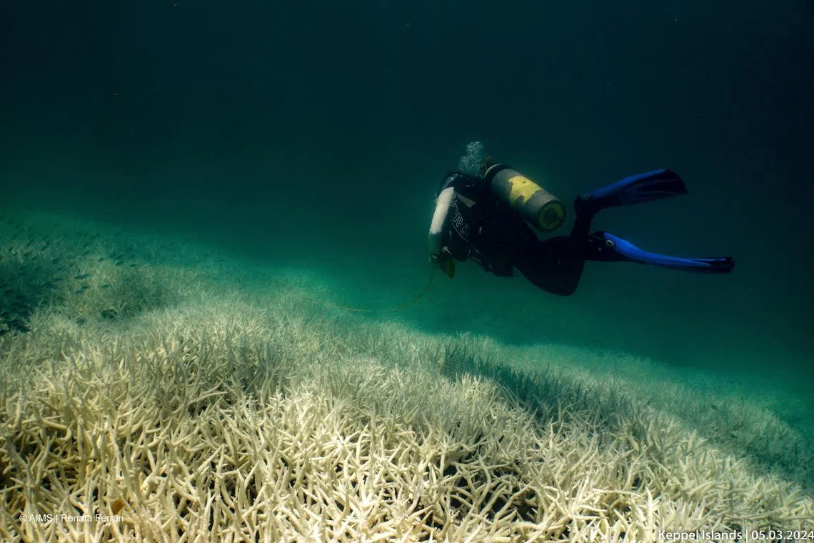 A diver observes the coral bleaching at Southern Great Barrier Reef, Keppel Islands, Australia, March 5, 2024. AIMS/Renata Ferrari/Handout via REUTERS    THIS IMAGE HAS BEEN SUPPLIED BY A THIRD PARTY MANDATORY CREDIT NO RESALES. NO ARCHIVES
