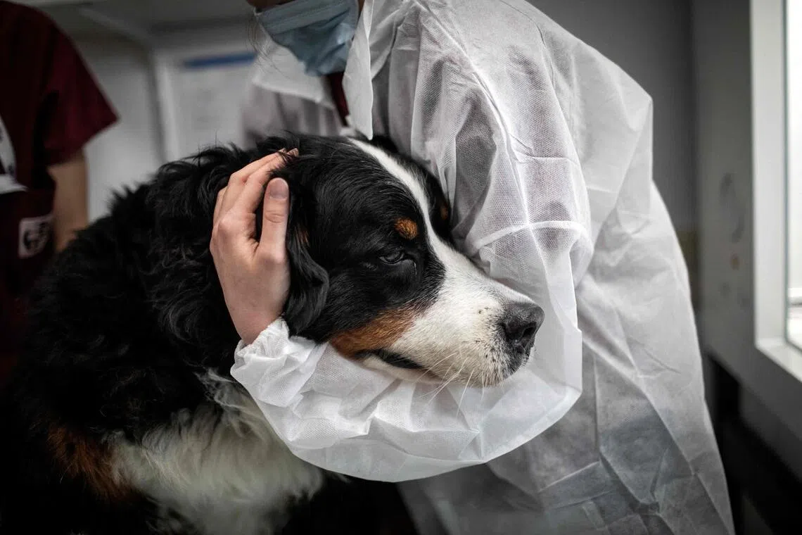 A small but growing number of South Korean companies now offer pet bereavement leave, reflecting the rise of pets as family members.