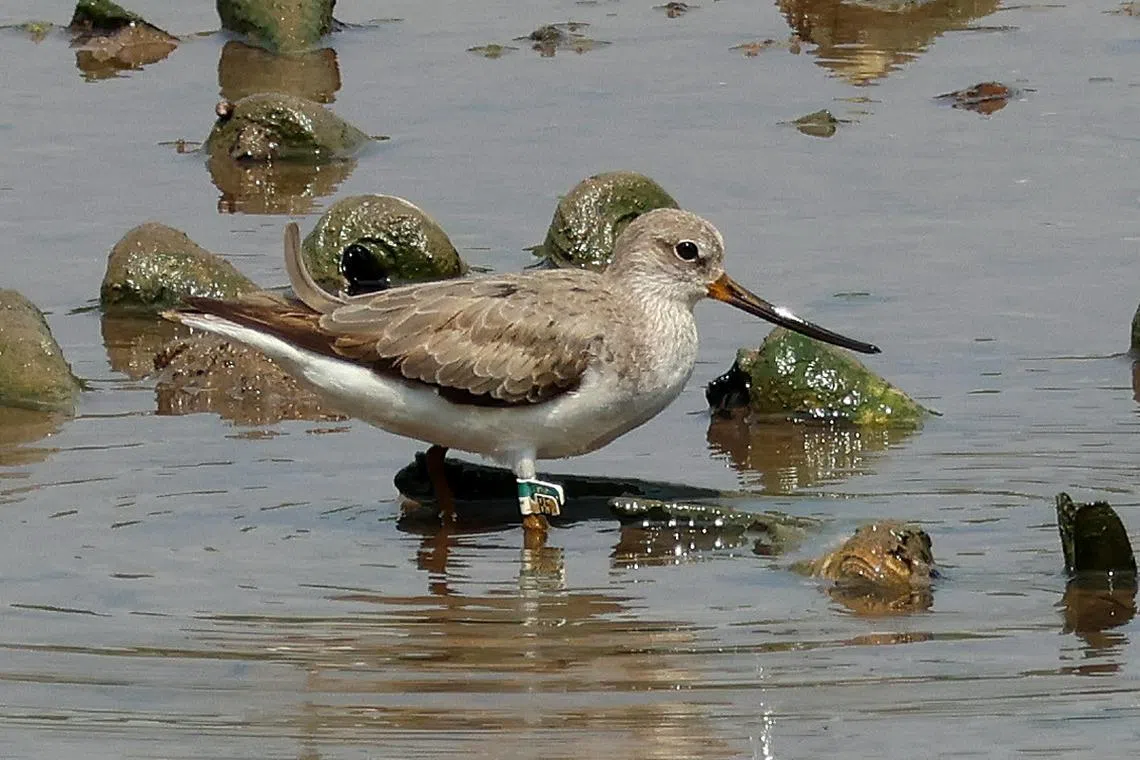 Migratory shorebirds are said to have declined steeply over the past 20 years, with the highest declines in the Marsh Sandpiper, Curfew Sandpiper, Terek Sandpiper and Pacific Golden Plover.