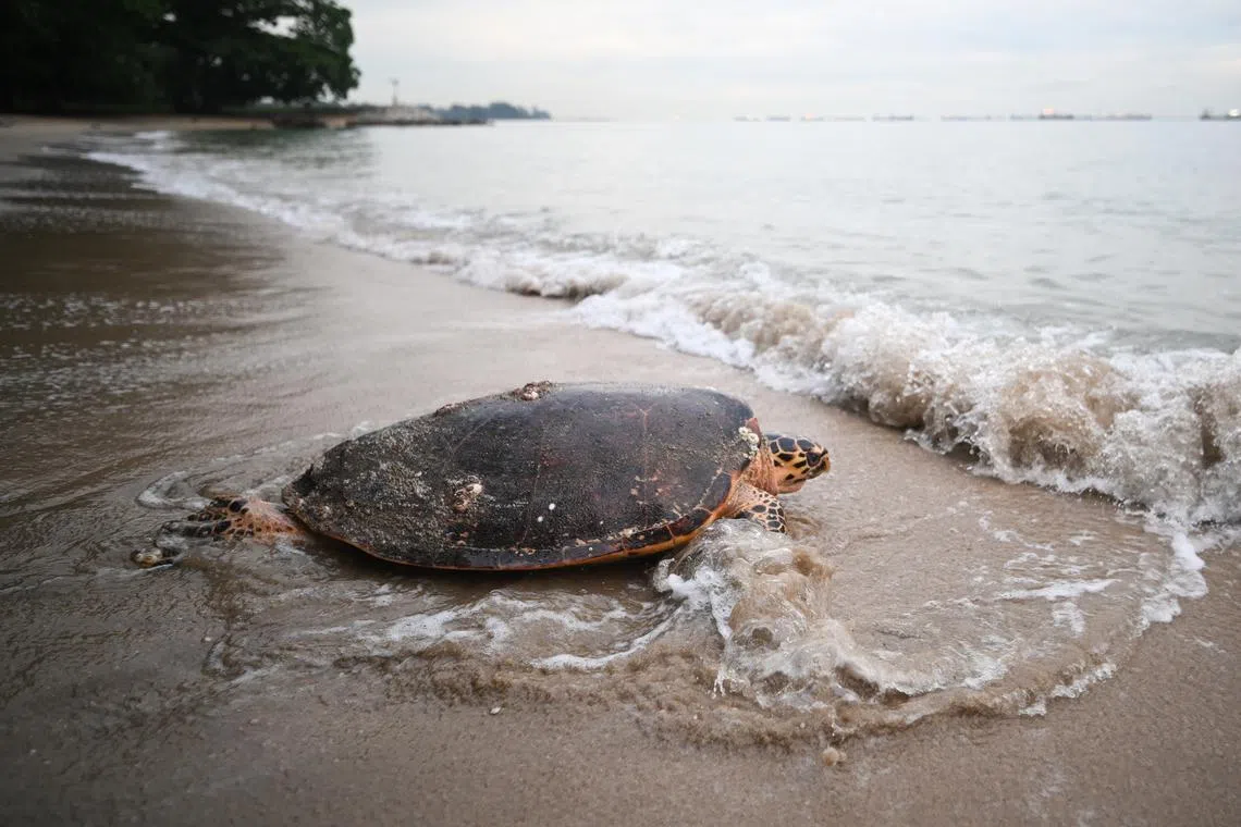 The hawksbill turtle returning to the sea on June 22.