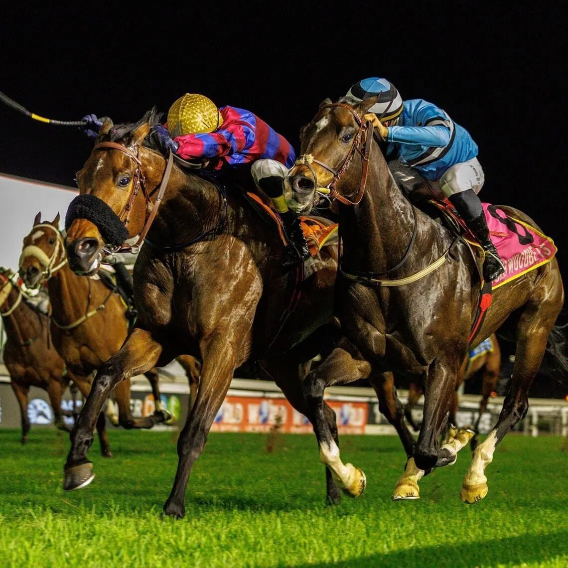 Gladatorian (Sean Veale, yellow cap) narrowly beating Cats Pajamas (Dezahn Louw) to bring up the last of his 11 wins in a Conditions Plate (1,200m) at Greyville on Nov 8, 2025.

