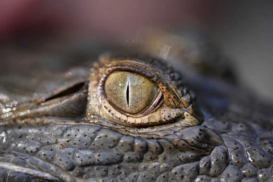 An array of findings indicate that reptiles are no less brainy than mammals and birds.