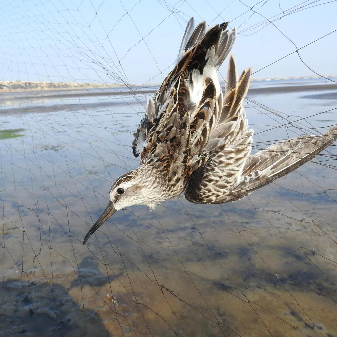 A broad-billed sandpiper caught in a net used by hunters in China. 