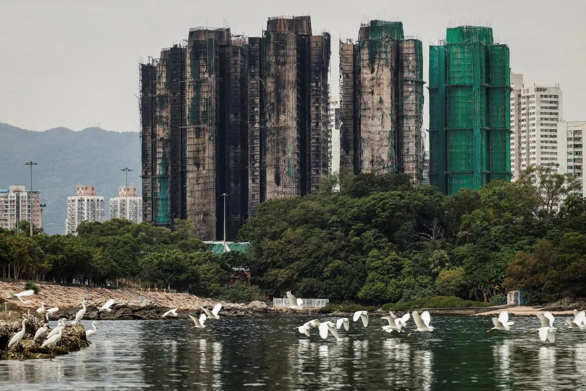A flock of egrets fly next to burned buildings of the Wang Fuk Court housing complex after the deadly fire, in Tai Po, Hong Kong, China, November 30, 2025. REUTERS/Maxim Shemetov/File Photo