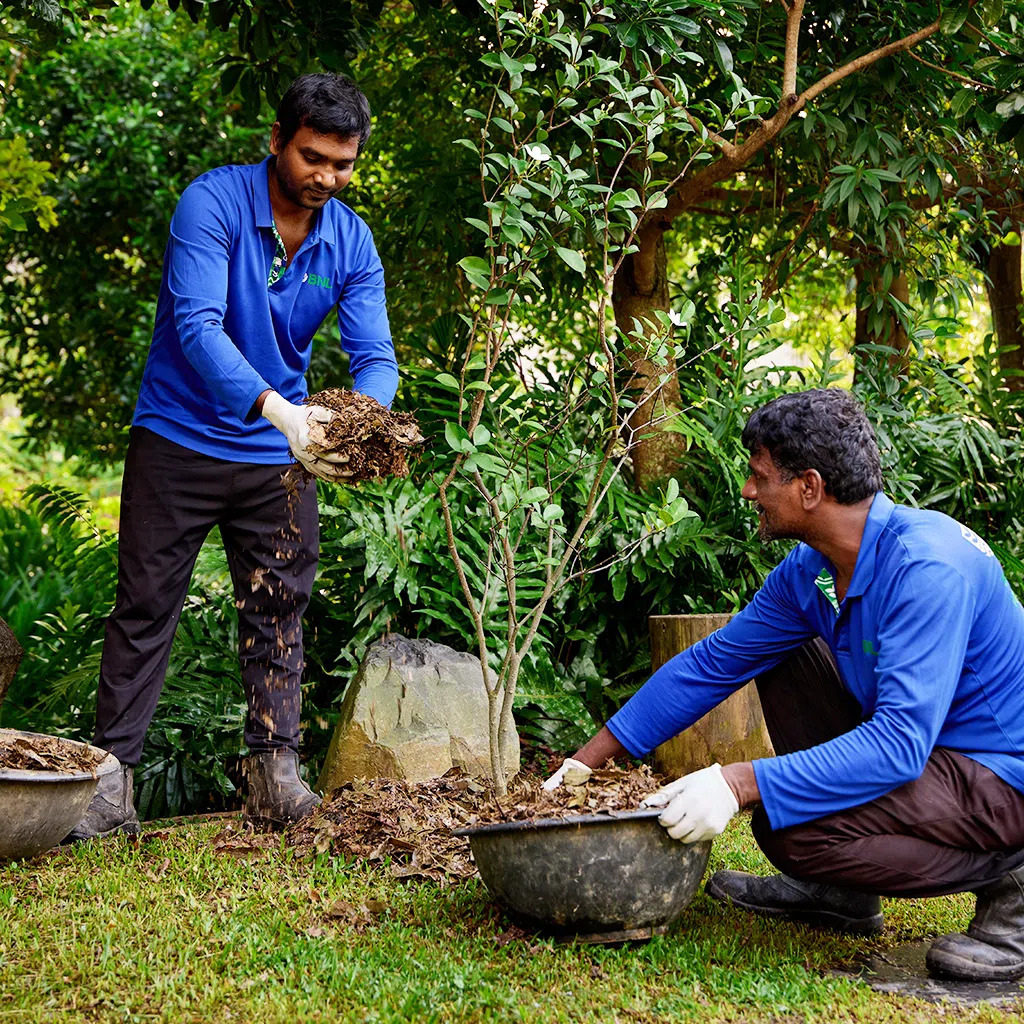 bnl’s landscapers at mandai wildlife reserve nourishing the soil with mulch made from dead leaves and branches collected across the reserve, example of sustainable agricultural waste management