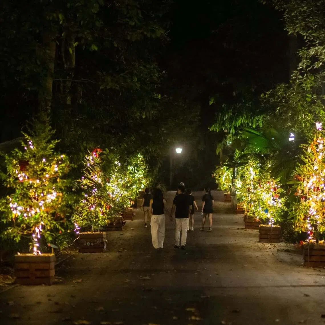 Some 250 decorated trees will be showcased across the Singapore Botanic Gardens from Dec 5 to Jan 3, 2027.