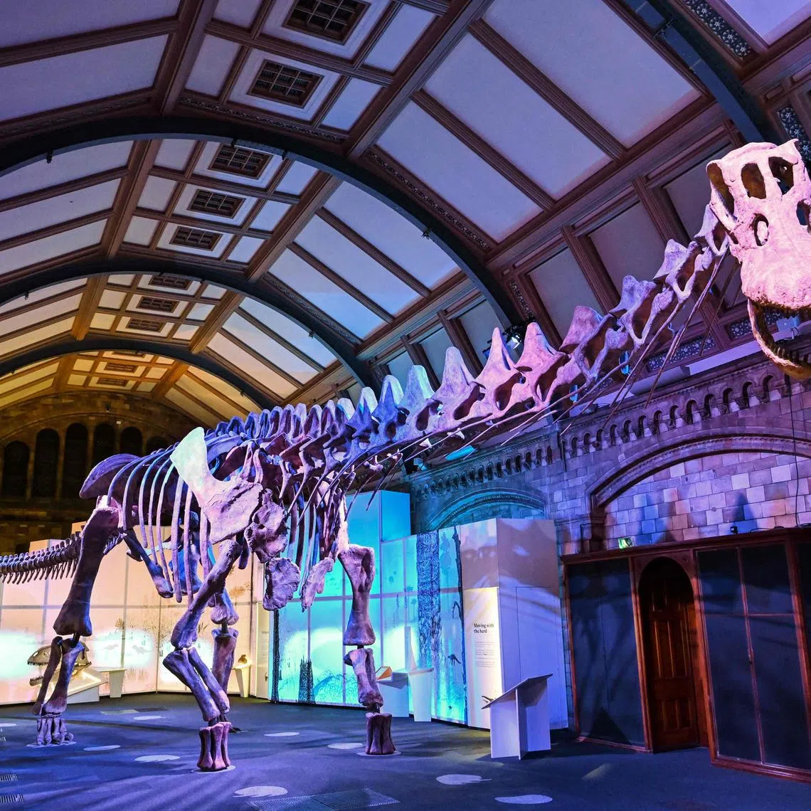 The Patagotitan mayorum, the most complete giant dinosaur ever discovered, displayed at the Natural History Museum, in London.