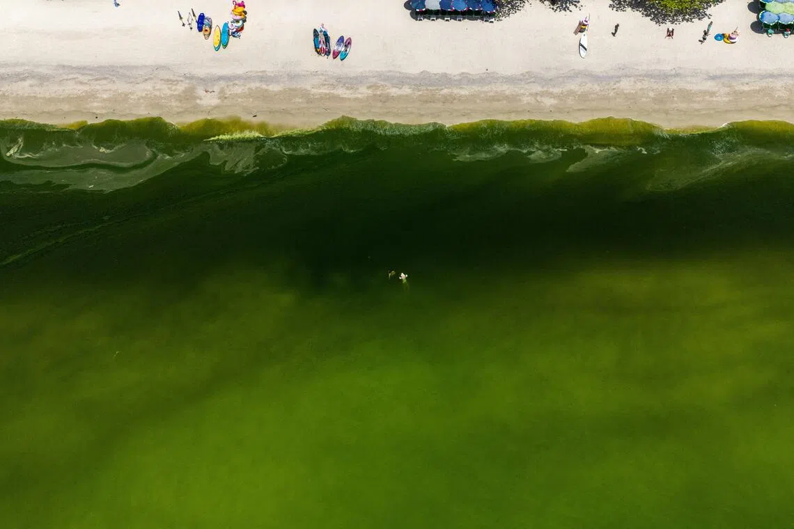 Plankton bloom turns Thai holiday paradise green – and raises a stink
