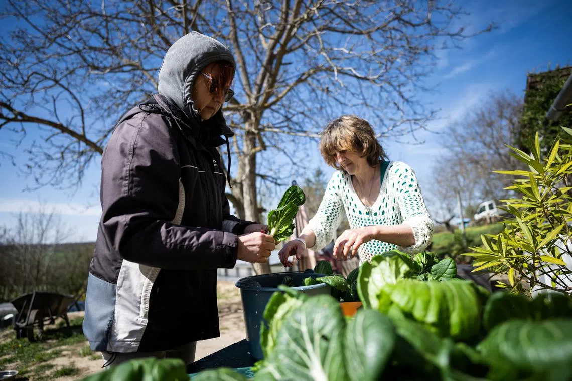 Sustainable living offers hope for future for Hungarian families | The ...