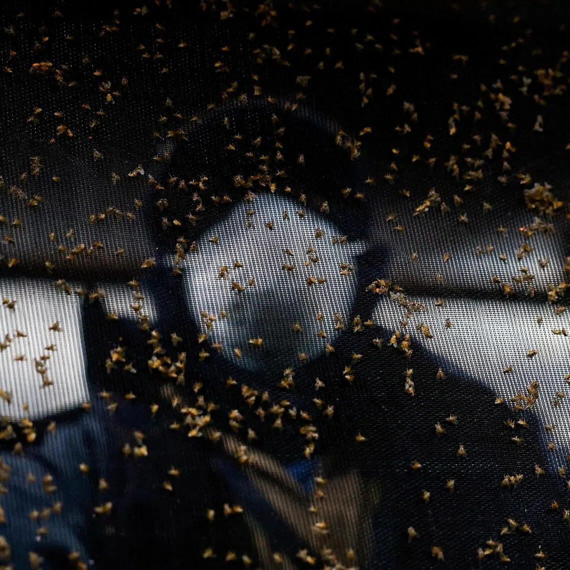 Screwworms are parasitic flies whose females lay eggs in wounds on warm-blooded animals, often livestock.