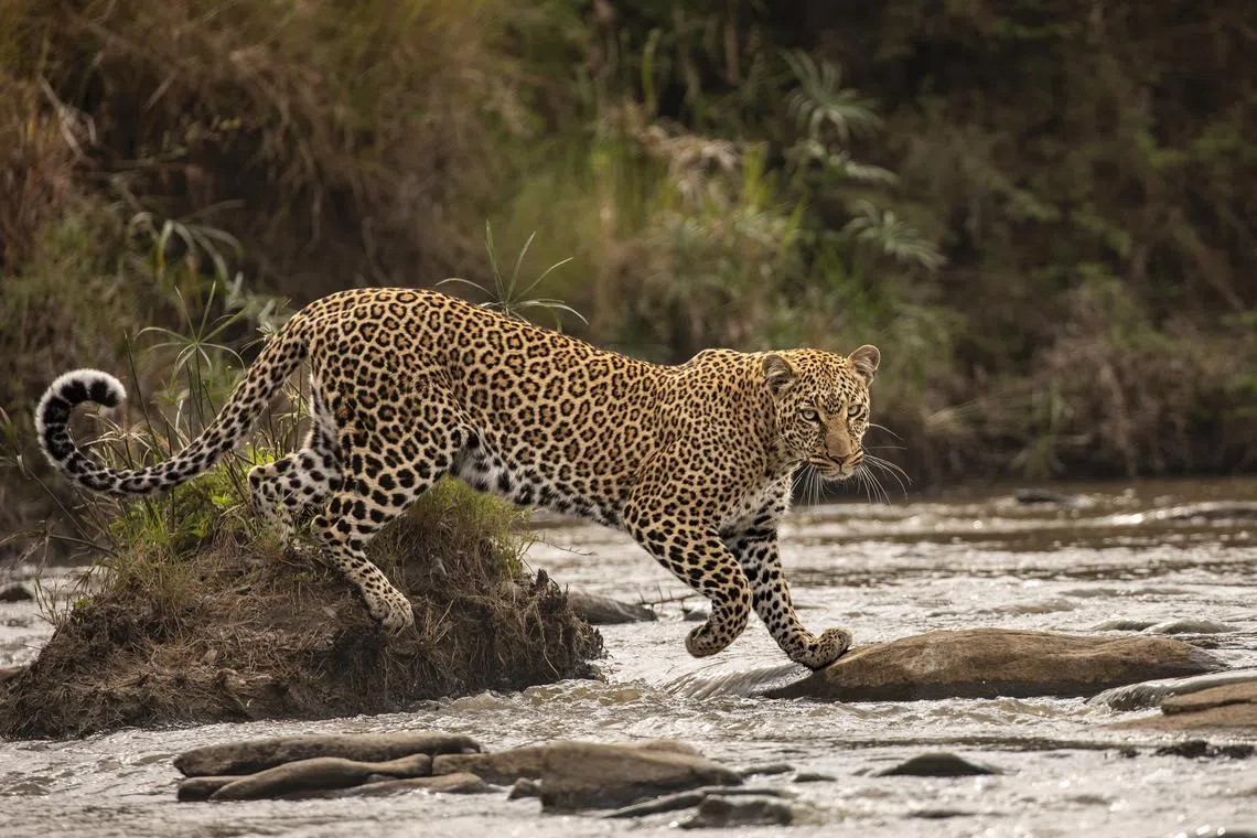 Highly Commended (Category: 11-14 Years)                                                                                          Leopard moving unhurriedly, hopping elegantly between rocks along a river in Maasai Mara National Reserve in Kenya. 