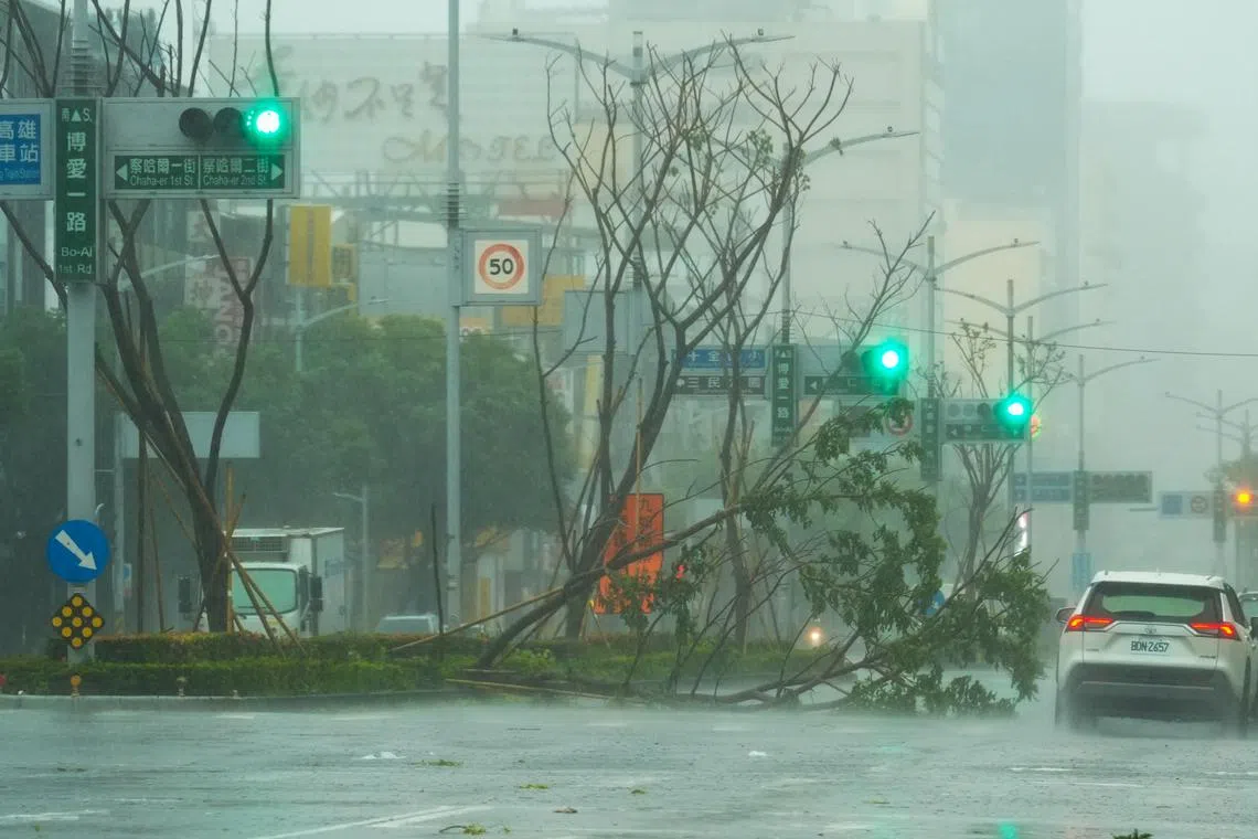 A car drives past a fallen tree as Typhoon Krathon nears Kaohsiung on Oct 3.