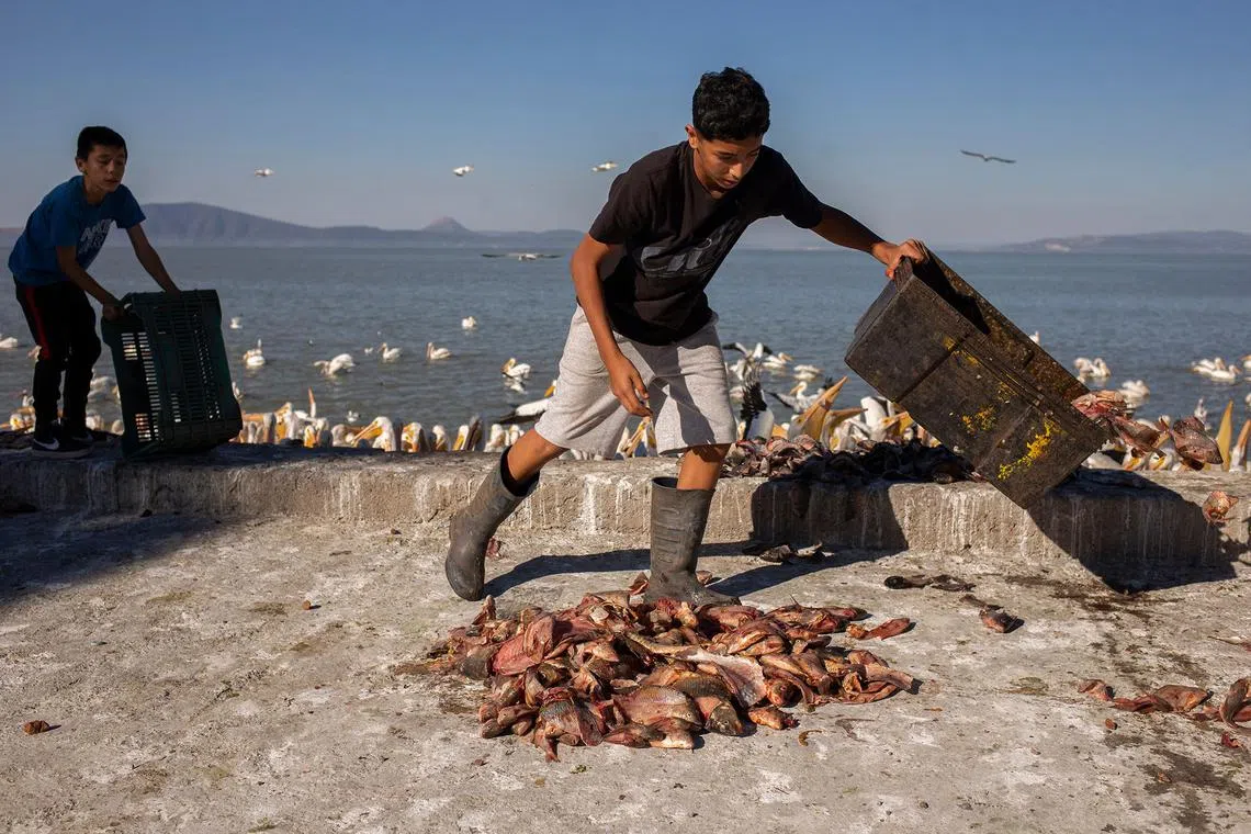 Locals leaving scraps of food for American white pelicans on the island of Petatan in the municipality of Cojumatlan de Regules, Michoacan state, Mexico on Feb 23, 2024. 