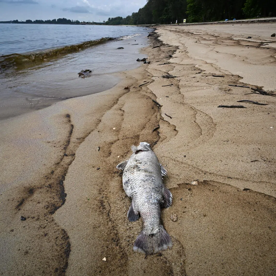 A dead fish on Changi Beach at 11.08am on April 4.