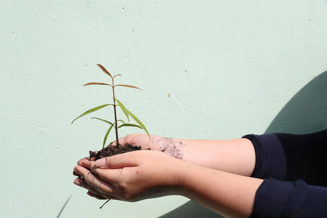 Carbon exchange Climate Impact X will launch a contract, whose sale will give buyers credits and proceeds for use to help save forests.