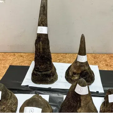 Airport authorities and police seized six pieces of rhinoceros horn and around 12kg of unidentified meat.