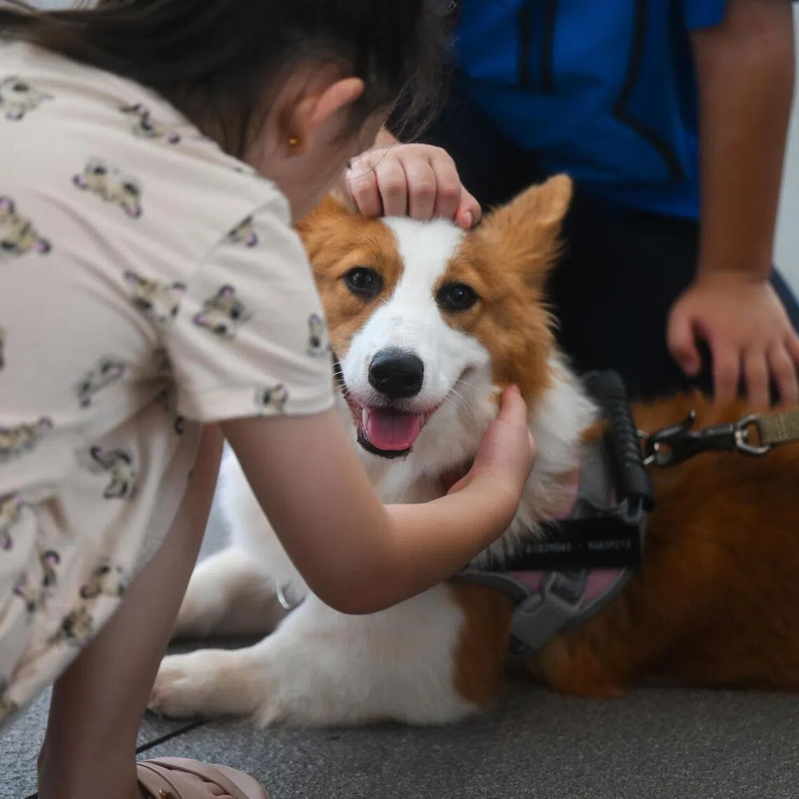 ST20240329_202428720834 pixgeneric Azmi Athni//

//Generic of children petting a dog at One Holland Village on Mar 29.

//SINGAPORE — Dog owners take measures to keep their canines cool as ultraviolet (UV) index continue to soar at extreme levels this week. 

Such measures include putting on boots for their dogs, placing them in strollers, and making sure they stay hydrated, as seen at One Holland Village on Mar 29. 

While most practices agreed upon among the pet owners who were interviewed, practices such as wearing boots had clashing views. 

Operations manager Mdm Billie Soh, 64, who owns a Shih Tzu and a Maltese, believes that the boots trap heat and will cause injuries to the paws. 

However, Human Resources (HR) executive Ms Alrissa Zheng, 28, says that the boots have holes which helps to dissipate the heat. She adds that the holes are important as she learned that dogs sweat through their paws. 

Maltipoo owners Mr Elijah Ng, 31, and wife Ms Kelly Moh, 32, both HR executives, adds that it is also important to regularly send pets for grooming so that the pets can continue to stay cool.


Tag: Pets; population; health; dog; Singapore
ST PHOTO: AZMI ATHNI
