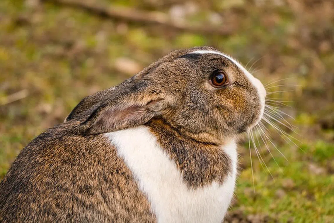The man, from Kyoto, was arrested on suspicion of kicking a rabbit in Okunoshima island in Japan's Hiroshima prefecture.
