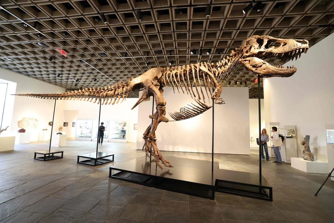 “Gus”, a mounted Tyrannosaurus Rex skeleton, one of the world’s most complete T-rex skeletons.