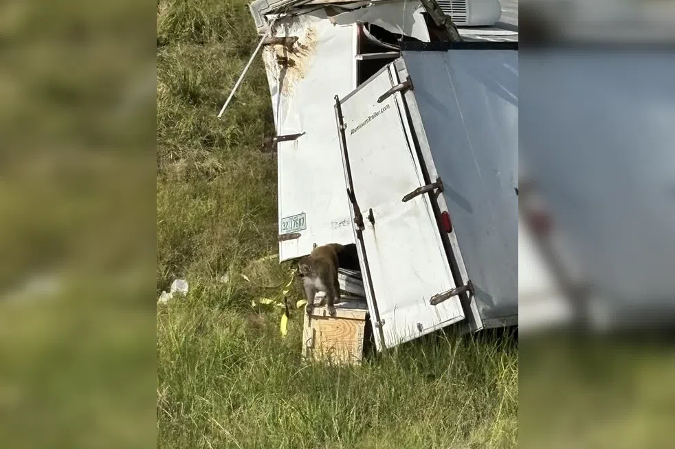 The Jasper County Sheriff’s Office also said that the monkeys carried “hepatitis C, herpes, and Covid”.