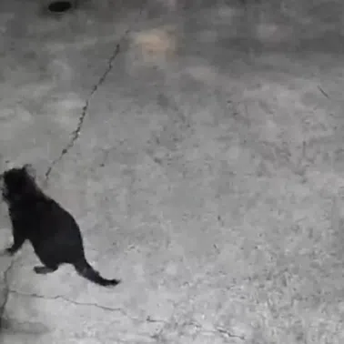 The wildlife park said it believed Mary made an “abnormally large leap” to embark on her 15-day adventure.