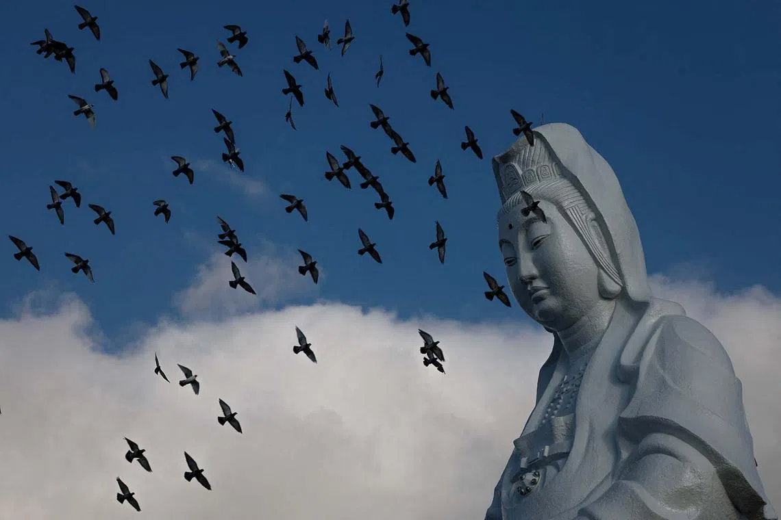 Pigeons flying past a statue of Guanyin, a deity venerated in Buddhism at a temple in Keelung, Taiwan, Oct 14, 2024. 