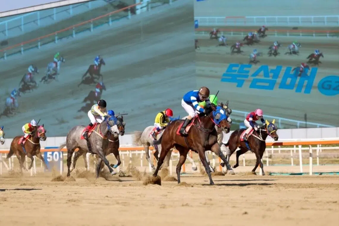 The Lim Keum-man-trained Fantastic Value bouncing back to form with victory in the Grade 2 Ttukseom Cup (1,400m) in Seoul on April 26.
PHOTO: KOREA RACING AUTHORITY