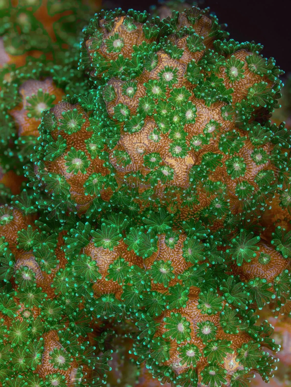 Researchers found that reef-building corals host hundreds of micro-organisms previously unknown to science, revealing their untapped potential for biotechnology and medicine.