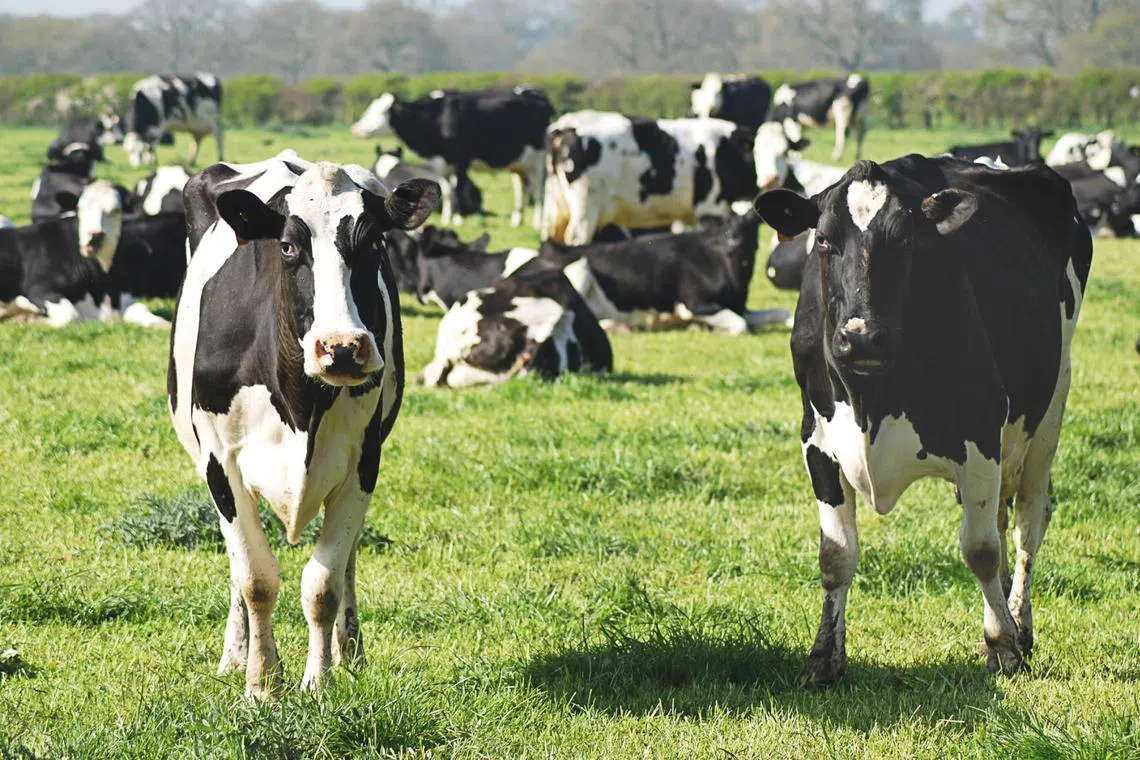 Indonesia is the largest market for Australian live cattle exports, accounting for about 56 per cent in 2021 to 2022.