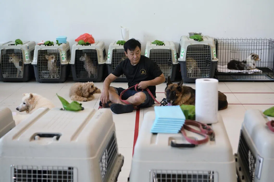 A corner for pets at Senja-Cashew Community Club on Sept. 26. The CC has been set up as a temporary holding area for affected residents.