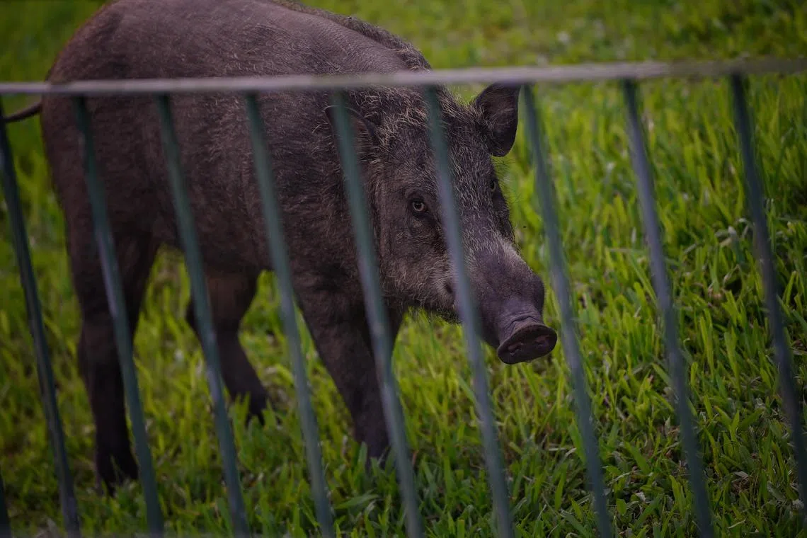 A large wild boar spotted at Pasir Coast Industrial Park 6 in the evening of 11 June 2020. 