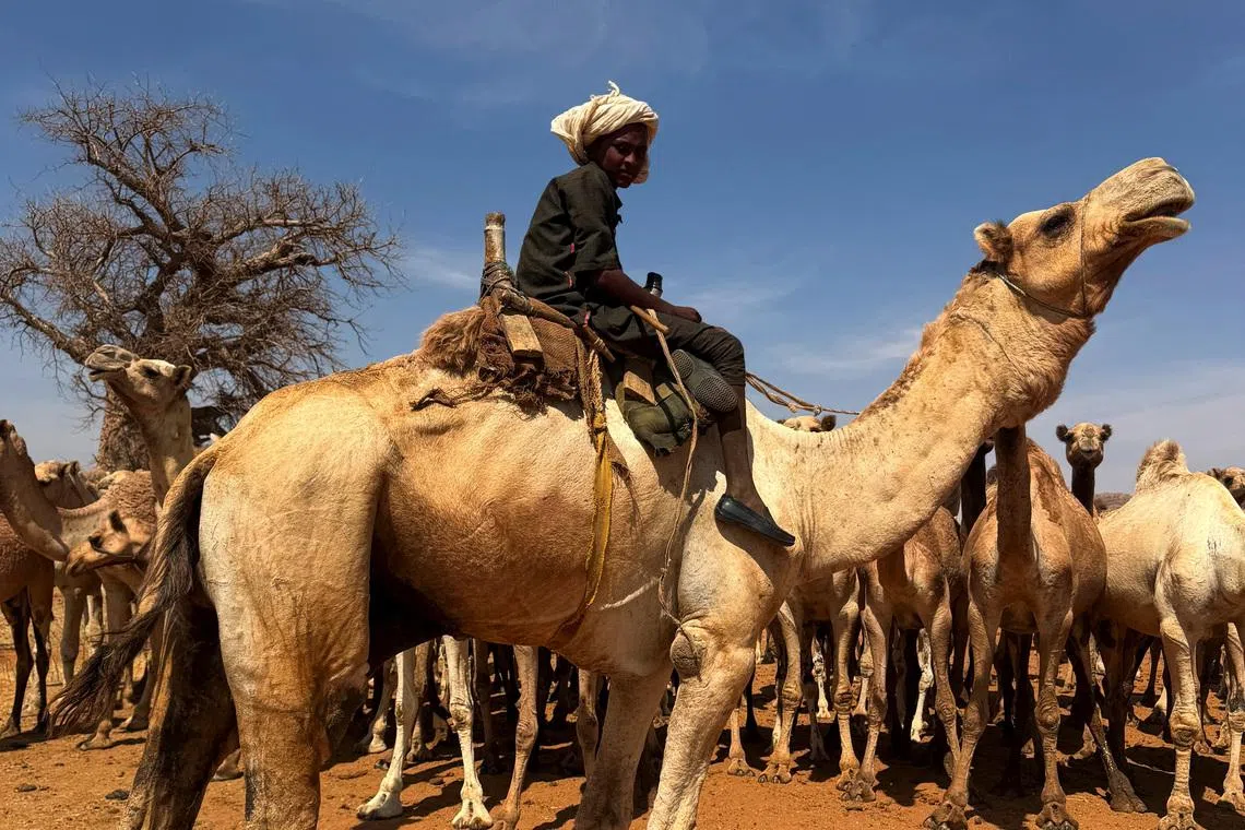 A young shepherd rides a camel while leading a flock of camels, El Obeid, North Kordofan, Sudan, January 20, 2026. REUTERS/El Tayeb Siddig