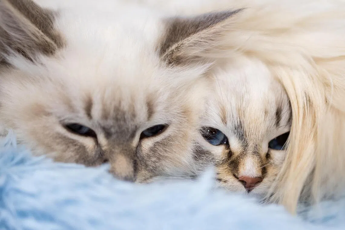 Cats look on during a cat exhibition in Moscow, Russia, March 15, 2025. REUTERS/Maxim Shemetov
