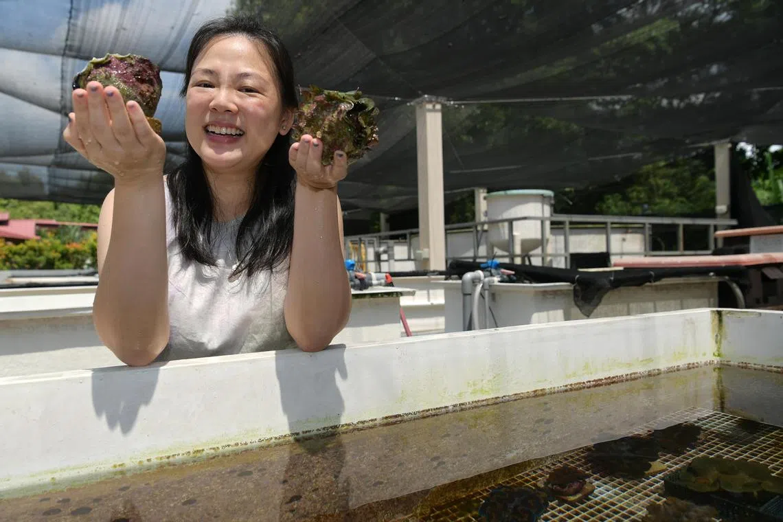 Dr Mei Lin Neo with giant clams at the Tropical Marine Science Institute on St. John's Island. 