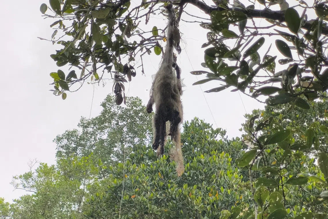 A dead juvenile macaque was found entangled in a fishing net on a tree in Pulau Ubin.