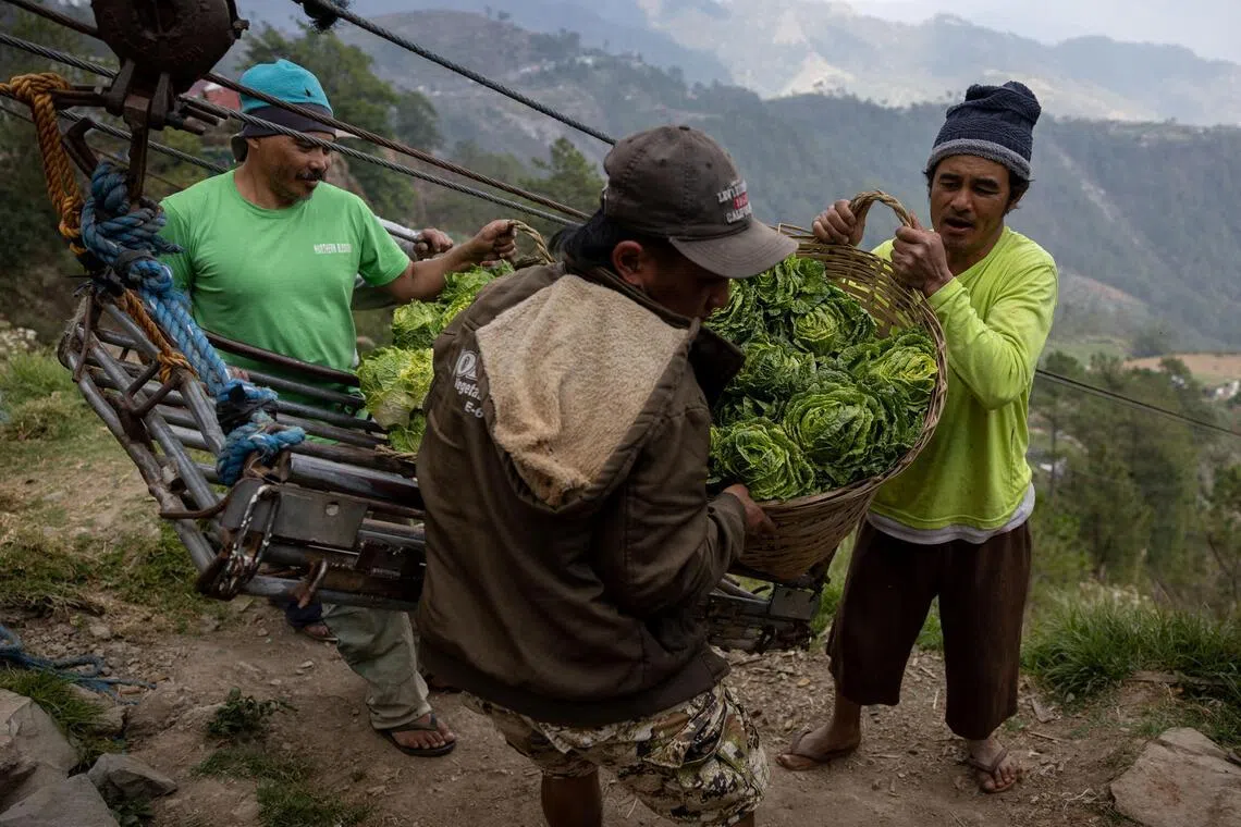 Farmers unload a basket of cabbages from a farm in Benguet province, in northern Philippines.
