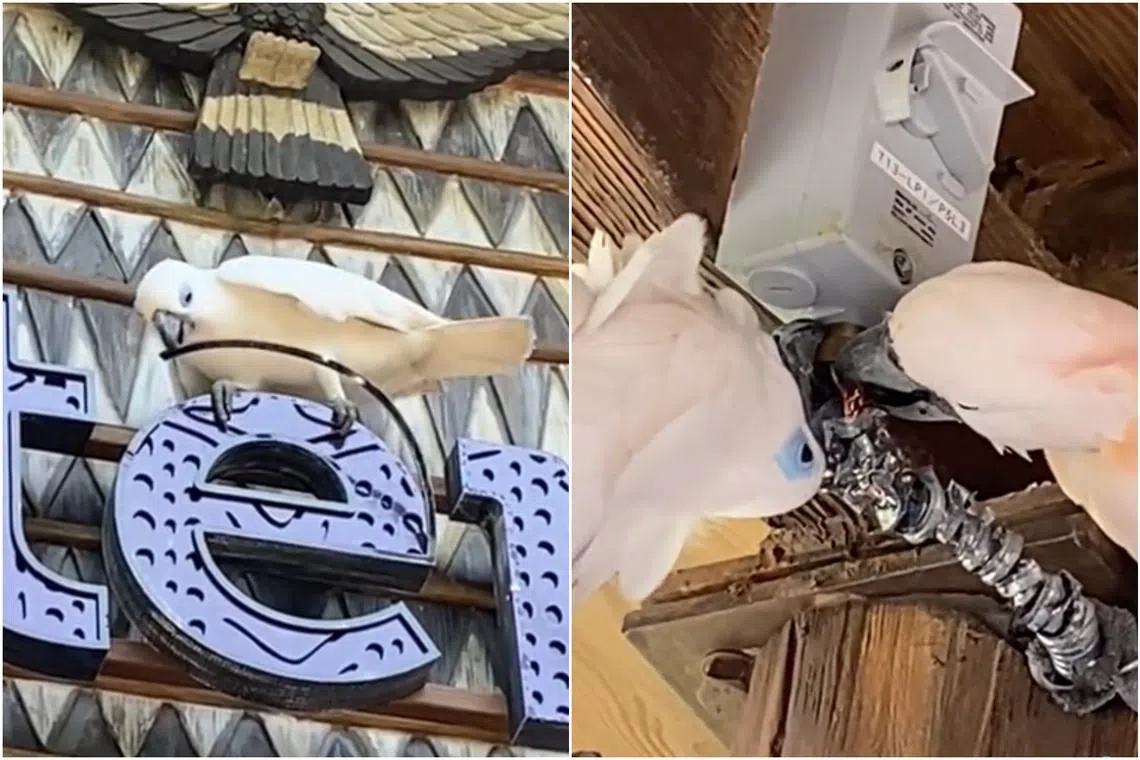 Visitors have caught some of the Bird Paradise’s cockatoos trying to take apart park signage with their beaks and biting into wires.