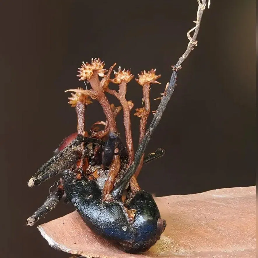 The new species targets ants and manipulates the infected insect’s nervous system before making it behave erratically and killing it.
