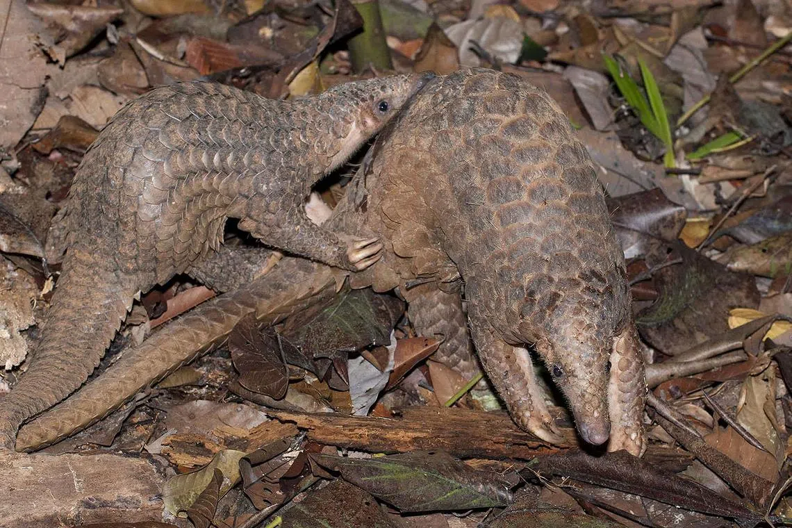 The Sunda pangolin is critically endangered globally as it is poached for its meat and scales.