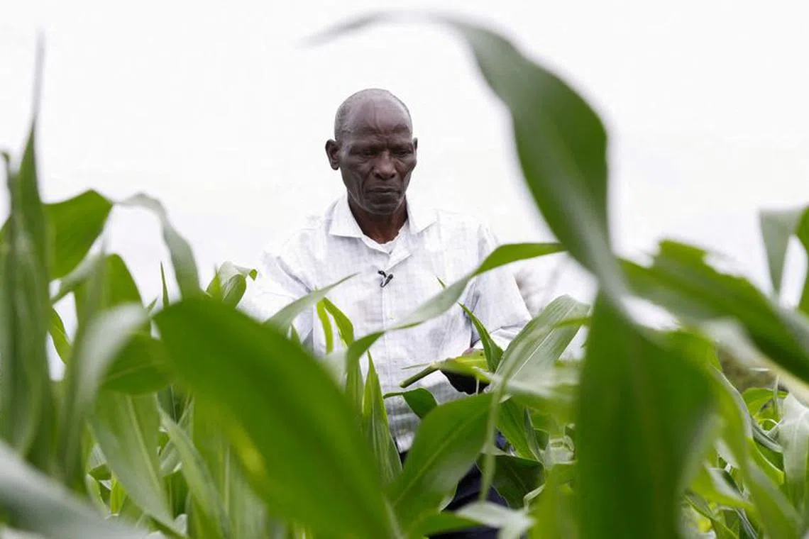 FILE PHOTO: Samuel Wathome 65, a small-scale farmer inspects his crop at his maize farm where he plants indigenous seeds at Kyeleni village of Machakos, Kenya December 13, 2022. REUTERS/Monicah Mwangi/File Photo
