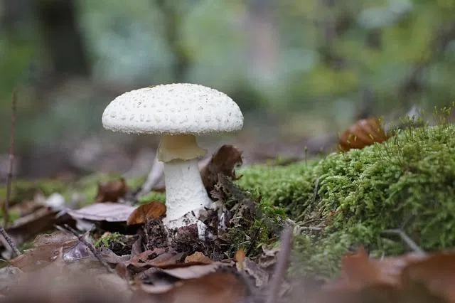 California state health authorities are warning people to stop foraging wild mushrooms.