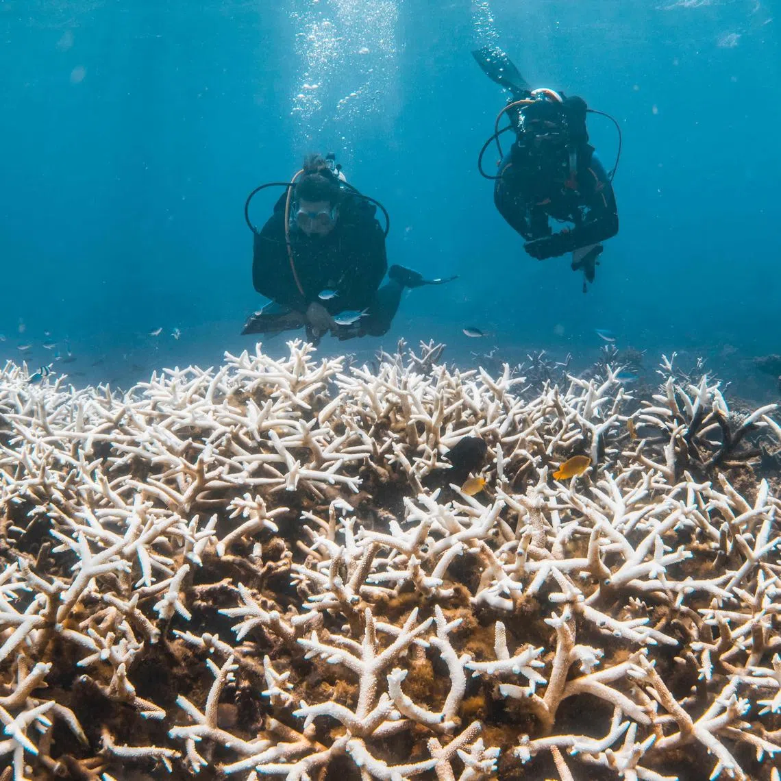 TOPSHOT - This handout photo taken on March 12, 2025 and released on March 26 by the Minderoo Foundation shows divers inspecting corals impacted by a bleaching event on the Ningaloo Reef off Australia's west coast. Alarming levels of coral bleaching have been recorded off Australia's western coast, scientists said March 26, turning huge chunks of a celebrated reef system a sickly dull white. (Photo by Violeta J Brosig / Minderoo Foundation / AFP) / ----EDITORS NOTE ----RESTRICTED TO EDITORIAL USE MANDATORY CREDIT " AFP PHOTO / MINDEROO FOUNDATION" NO MARKETING NO ADVERTISING CAMPAIGNS - DISTRIBUTED AS A SERVICE TO CLIENTS -