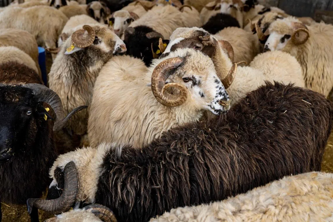 Over 2,400 sheep have been culled in Greece since case of PPR sheep and goat plague was detected on July 11.