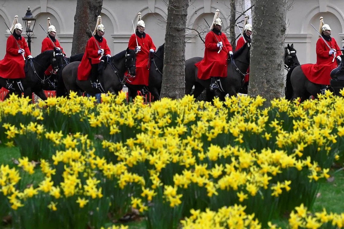 Members of the Household Cavalry ridding past newly flowering daffodils in London, Britain on Feb 28, 2023. 